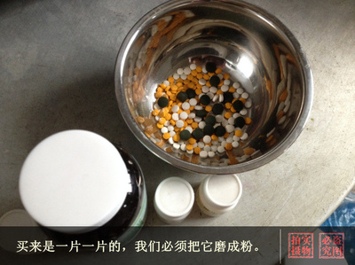 自制純天然貓糧 從家庭廚房到正規化生產的愛寵之選